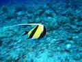 moorish idol