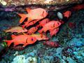 bigscale soldierfish