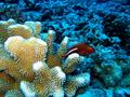arc-eye hawkfish
