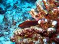arc-eye hawkfish