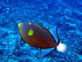pinktail triggerfish