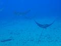 spotted eagle rays