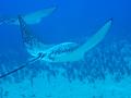 spotted eagle rays