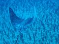 spotted eagle rays