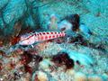 redspotted sandperch