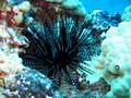 sea urchin