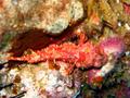 decoy scorpionfish