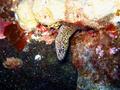 stout moray
