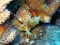 green leaf scorpionfish