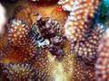 green lionfish