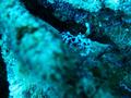 harlequin shrimp