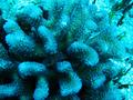 scorpionfish hiding in the coral