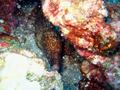 yellowmargin moray