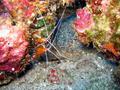 cleaner shrimp