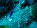 Hawaiian cleaner wrasse (juvenile)