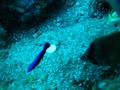 Hawaiian cleaner wrasse (juvenile)