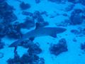 whitetip reef shark