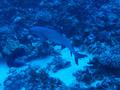 whitetip reef shark