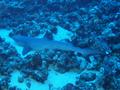 whitetip reef shark