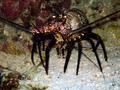 banded spiney lobster