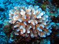 pretty coral