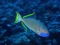 gilded triggerfish