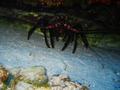 banded spiney lobster
