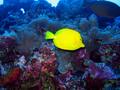 yellow tang