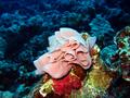 nudibranch eggs