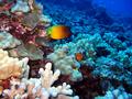 bluehead butterflyfish