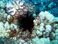 black sea urchin