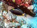 orangespine unicornfish