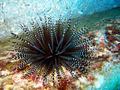 sea urchin