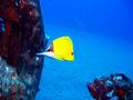 rare longnose butterflyfish