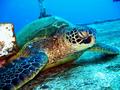 green sea turtle