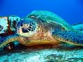 green sea turtle