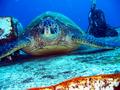 green sea turtle