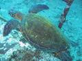 green sea turtle