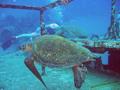 green sea turtle