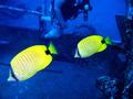 milletseed butterflyfish
