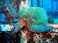 green sea turtle