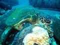 green sea turtle