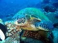 green sea turtle