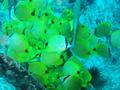 milletseed butterflyfish