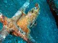 frogfish