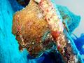 frogfish