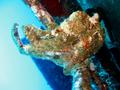 frogfish