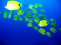 milletseed butterflyfish