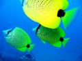 milletseed butterflyfish