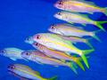 yellowstripe goatfish